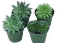 Hens and Chicks